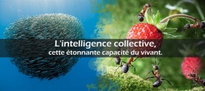 Intelligence-collective